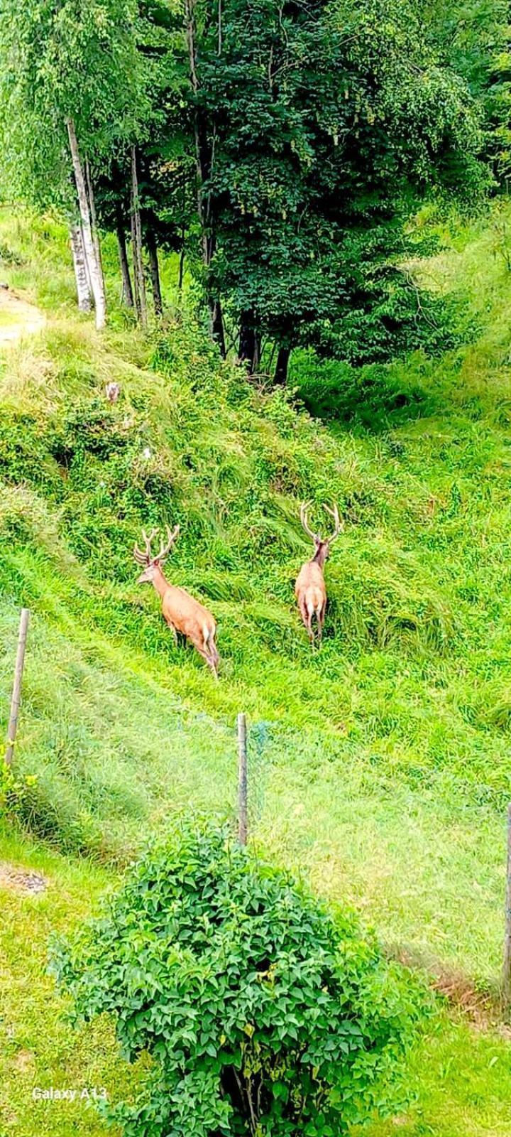 Cascina Del Galin Lägenhet Lanzo dʼIntelvi Exteriör bild